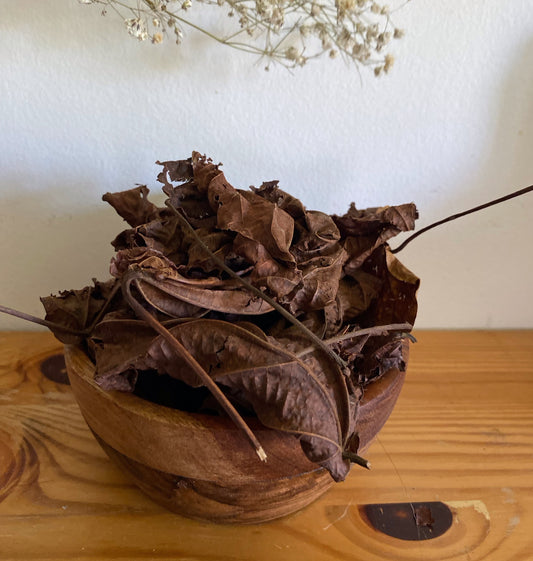 FEUILLE DE DJEKA BIO ( ‘ALCHORNEACORDIFOLIA